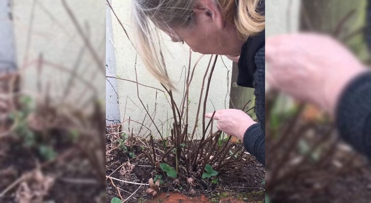 Cutting Back Perennials